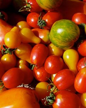 tomates fraîches